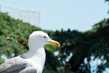 the large sea gull close-up