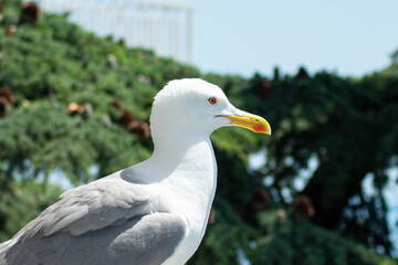 the large sea gull close-up