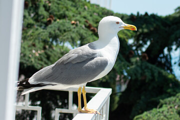 the large sea gull close-up