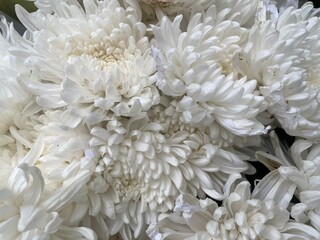 White chrysanthemum flowers close-up