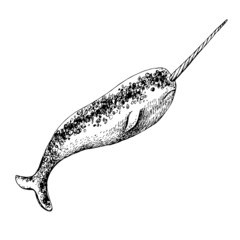 Hand drawn illustration of arctic narwhal © Marina Gorskaya
