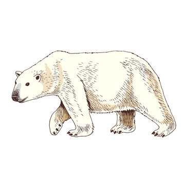 White arctic polar bear hand drawn image.