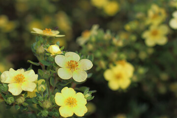 Yellow flowers Potentilla recta bloom and blossom in soft light. - obrazy, fototapety, plakaty