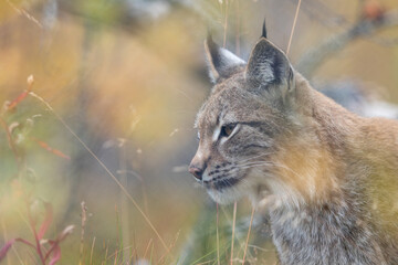 Fototapeta premium The Eurasian lynx - Lynx lynx - adult animal in autum colored vegetation