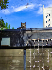cat basking in the sun in summer