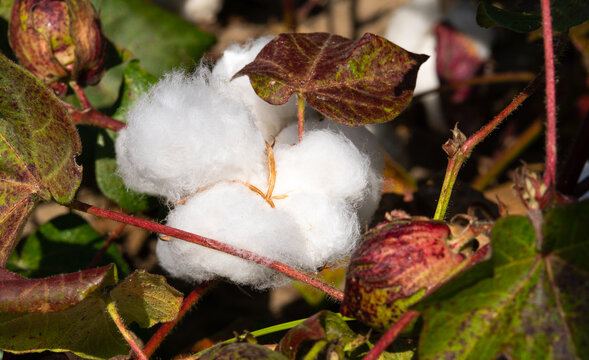 Ripe cotton and bud in cotton field