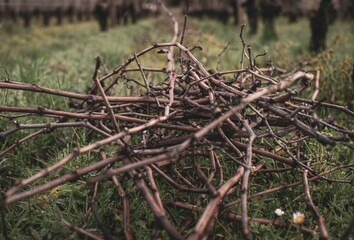 TIRAGE DES BOIS 