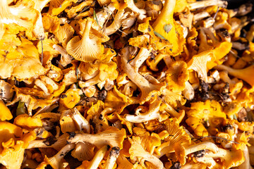 Plenty of fresh raw Chanterelles (Cantharellus) mushrooms gathered during mushroom hunting in autumn  in Poland, close-up view. © Cleop6atra