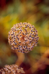 Allium fistulosum