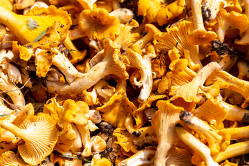 Plenty of fresh raw Chanterelles (Cantharellus) mushrooms gathered during mushroom hunting in autumn  in Poland, close-up view. © Cleop6atra