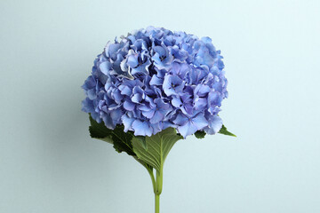 Branch of hortensia plant with delicate flowers on light blue background