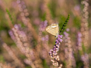 Long-tailed Blue Butterfly on Bell Heather