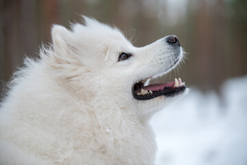 Obraz premium Samoyed white dog portrait closeup is in the winter forest