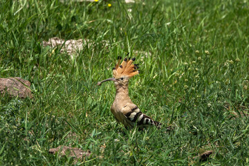 Eurasian Hoopoe Upupa epops Bird