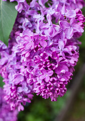 Purple lilac flowers spring blossom background