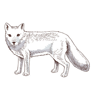 white fox standing, detailed sketch clip art preview
