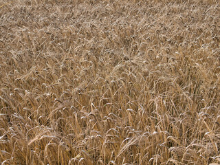 Rye ready to harvest in a field in Lancashire, England, UK. Taken in August.