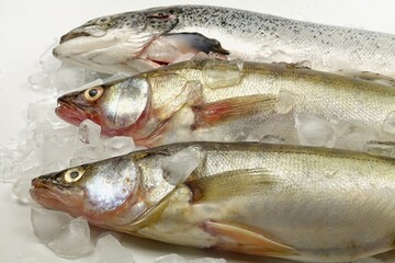 Fresh fish laid out on ice, showcase 