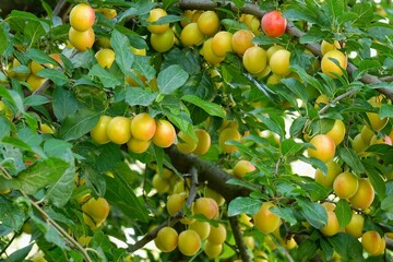 Yellow cherry plum fruits are illuminated by the sun on tree branches in the garden