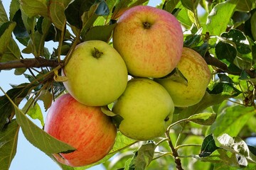 Obraz premium Yellow-pink apples on a branch of an apple tree in the rays of the sun