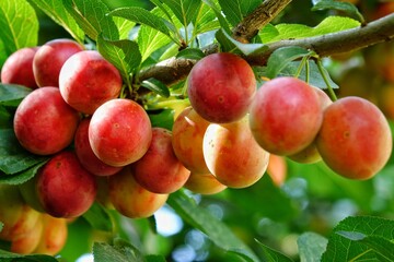 Yellow-pink cherry plum fruits is illuminated by the sun on tree branches in the garden