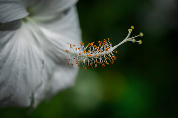 A close-up photo of a white flower