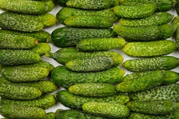 Fresh ripe cucumbers arranged in rows, background