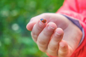 A child's hand in a red jacket holds a ladybug on its fingers. An insect with red wings and black dots. Soft selective selective focus © Алексей Максимов