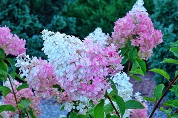 Big white-pink flowers of paniculata hydrangea, background