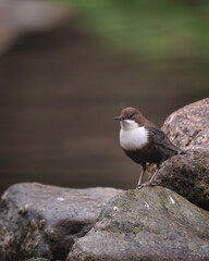 bird, möve, natur, tier, wild lebende tiere, gull, meer, black, amsel,