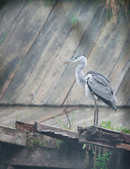 reiher, bird, natur, wild lebende tiere, tier, wasser, grau, kanadareiher