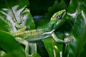 Spotted Anole (Anolis stratulus)