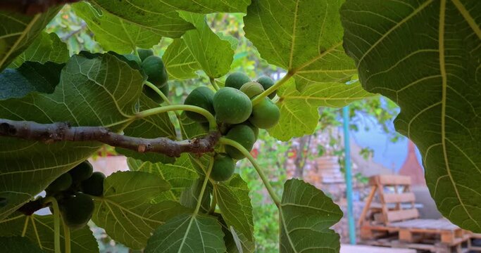 fig tree with big leaves in the backyard