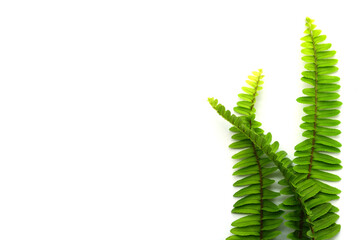 fern leaf isolated on white