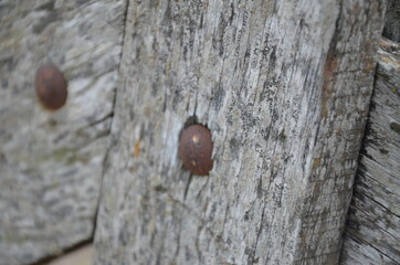 madera