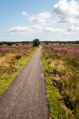 Fototapeta na wymiar Cycling trough the purple flowering heather in the beautiful 'Veluwe' landscape on a beautiful summer day, province of Gelderland, the Netherlands