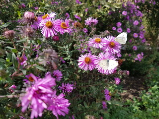 Two white butterflies sit on chrysanthemum flowers in the autumn garden.
