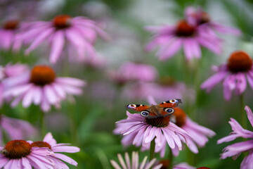butterfly on a flower
