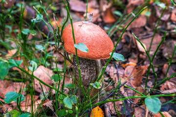 mushroom picking. orange birch bolete growing in the forest. autumn is in full swing