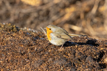Pettirosso, oasi di Baggero, Brianza