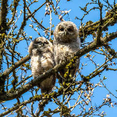 Juvenile tawny owls, Strix aluco perched on a twig