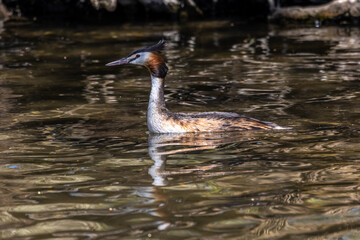 Great Crested Grebe, Podiceps cristatus with beautiful orange colors, a water bird with red eyes.