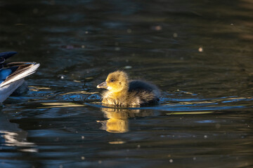 Beautiful yellow fluffy greylag goose baby gosling in spring, Anser anser