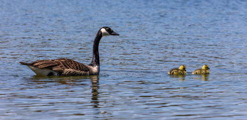 Canada goose, Branta canadensis family with young goslings at a lake near Munich in Germany