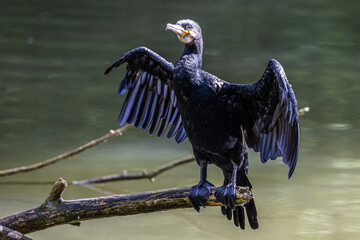 The great cormorant, Phalacrocorax carbo sitting on a branch