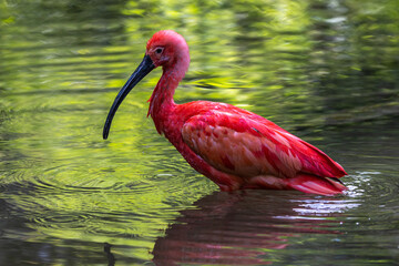 Scarlet ibis, Eudocimus ruber. Wildlife animal in the zoo