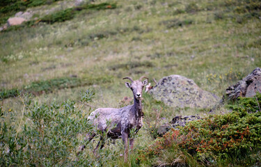 Ewes and Lambs Rocky Mountain Bighorn sheep in the wild