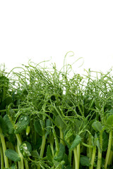Microgreens with dew drops. Fresh, green sprouts of peas herbs and plants for salad. Isolated on white