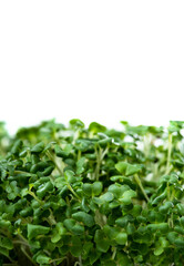 Microgreens with dew drops. Fresh, green sprouts of herbs and plants for salad. Isolated on white