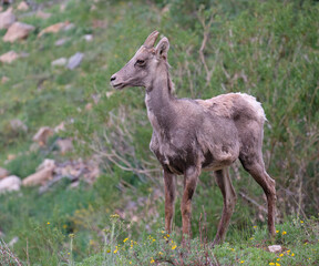 Ewes and Lambs Rocky Mountain Bighorn sheep in the wild